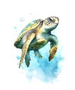 Swimming sea turtle on white background. Royalty Free Stock Photo